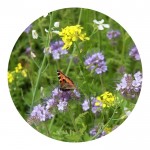 Sachet de graines de fleurs abeilles et papillons dans un sac kraft couleur marron cinquième vue